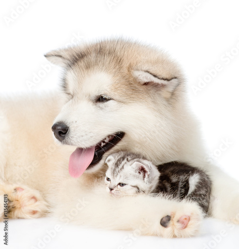 Sleepy kitten lies with puppy. isolated on white background