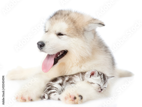 Kitten sleeps on the puppy's paws. isolated on white background