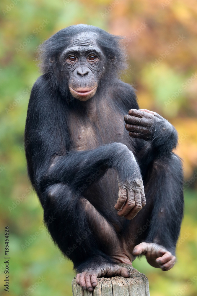 Naklejka premium Bonobo