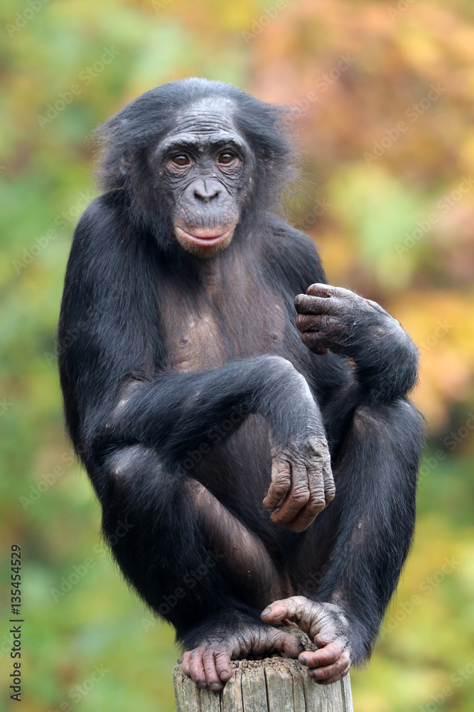 Bonobo Bonobo