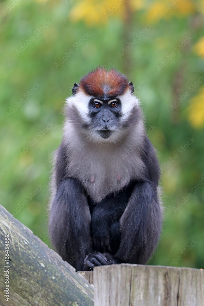 Obraz premium Cercocebus torquatus