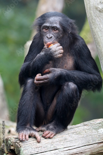 Bonobo © Edwin Butter