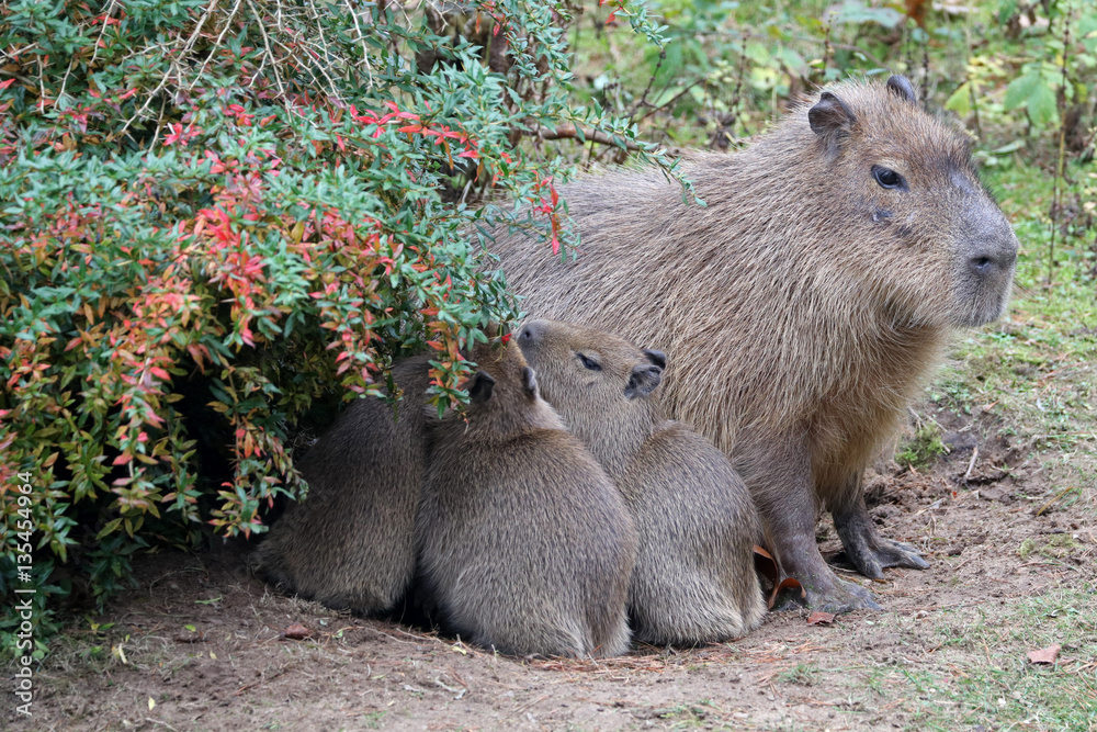 Naklejka premium Capybara mother
