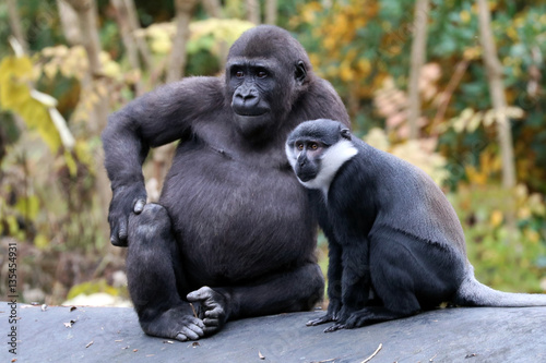 Gorilla and L'Hoest's monkey © Edwin Butter