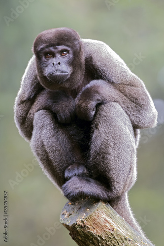 Εκτύπωση καμβά Woolly monkey