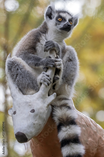 Ring-tailed monkey
