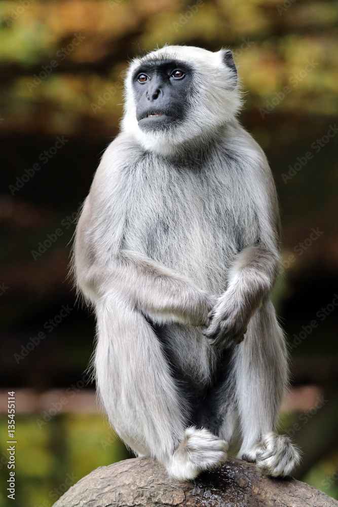 Obraz premium Langur