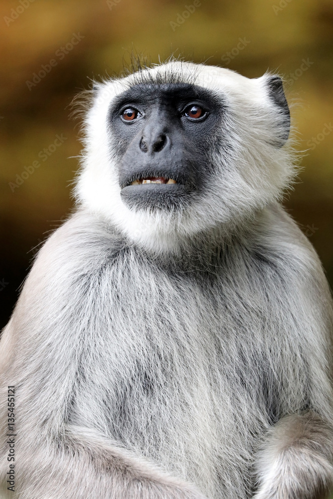 Obraz premium Langur