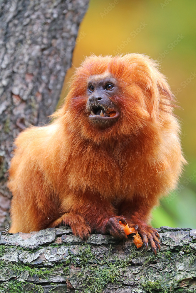 Golden lion tamarin