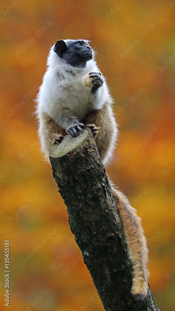Naklejka premium Mantle tamarin