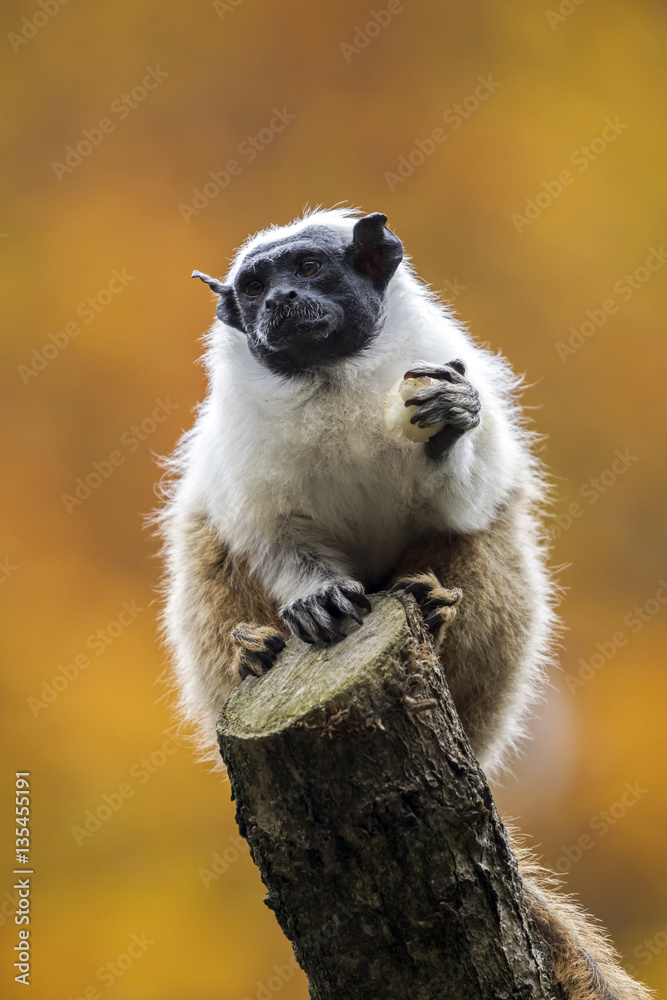 Naklejka premium Mantle tamarin