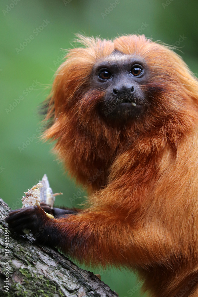 Golden lion tamarin Golden lion tamarin
