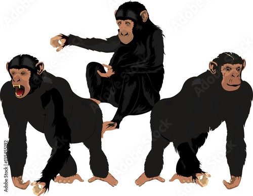 Black chimpanzees in different poses vector set