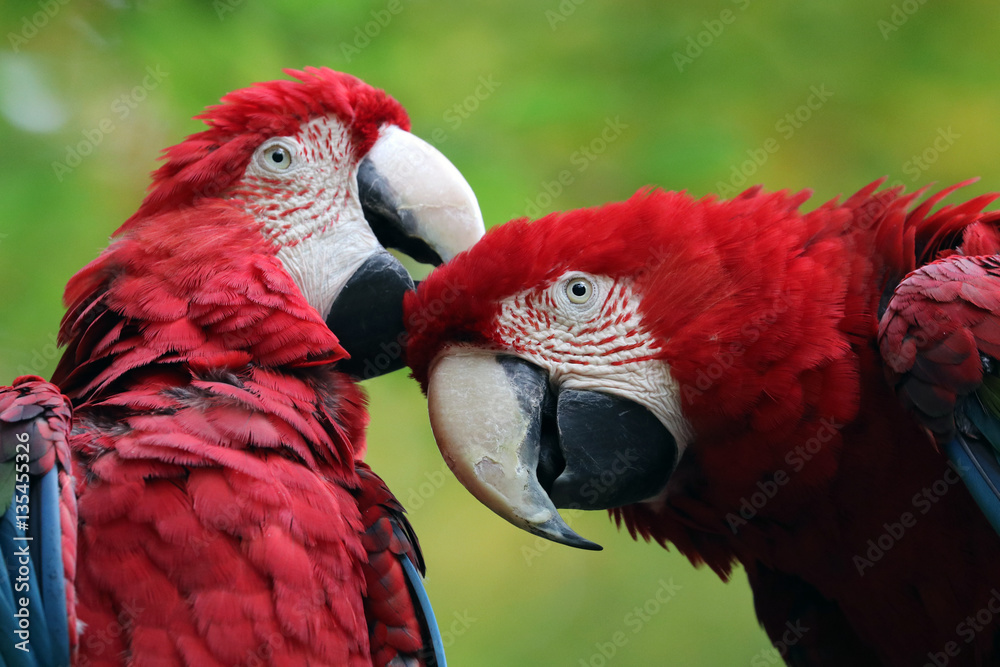 Macaw - obrazy, fototapety, plakaty 