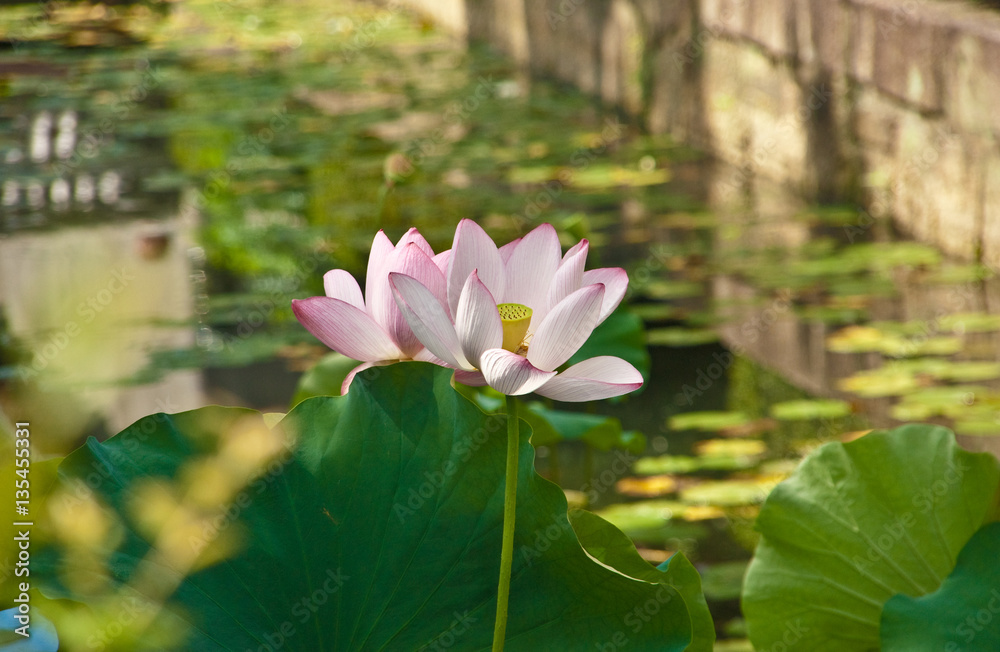 Lotus Lotus