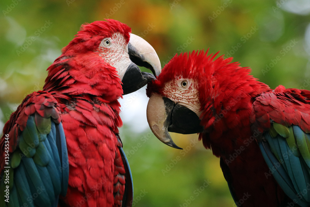 Obraz premium Macaw
