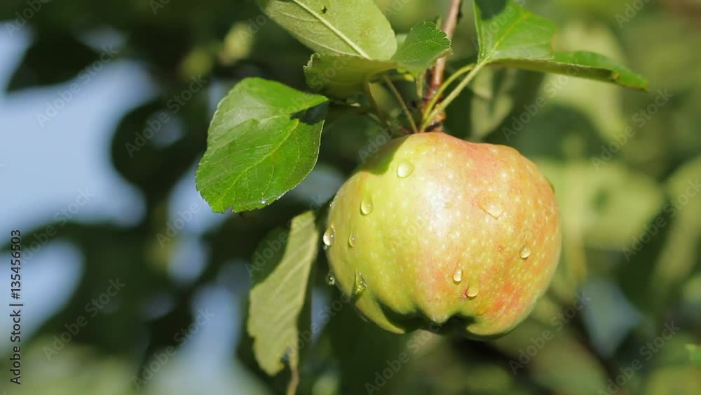 Green apple growing on tree in garden after rain Green apple growing on tree in garden after rain