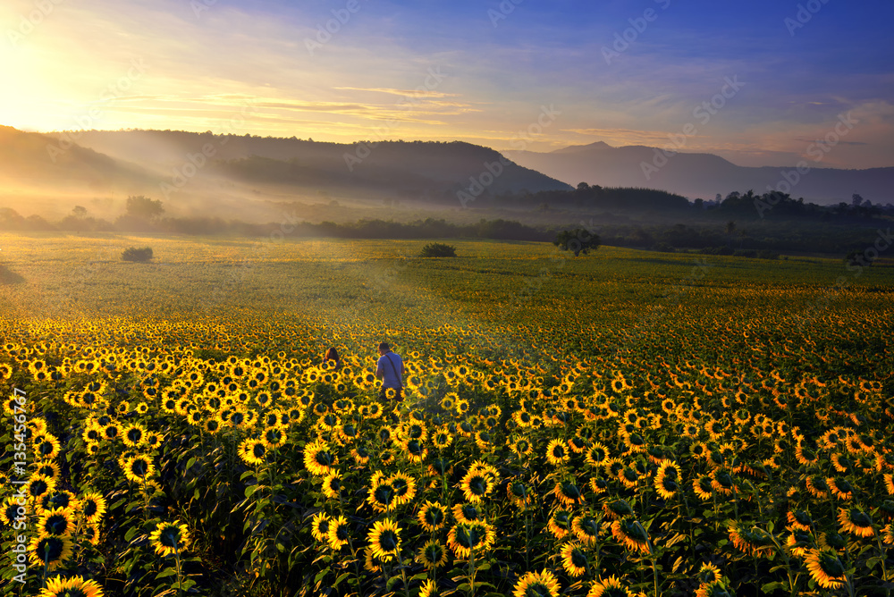 Obraz premium Summer landscape: beauty sunrise over sunflowers fields.