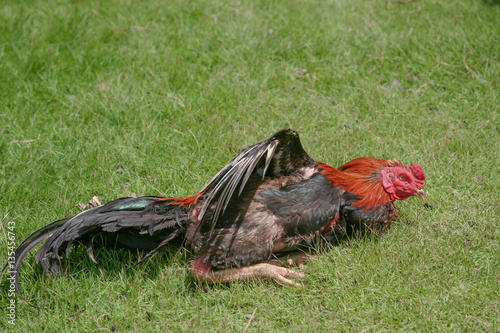 Thai fighting cock in lay down behavior. © swasdee