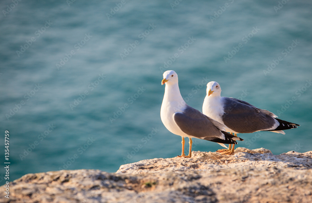Obraz premium Seagulls on sea background