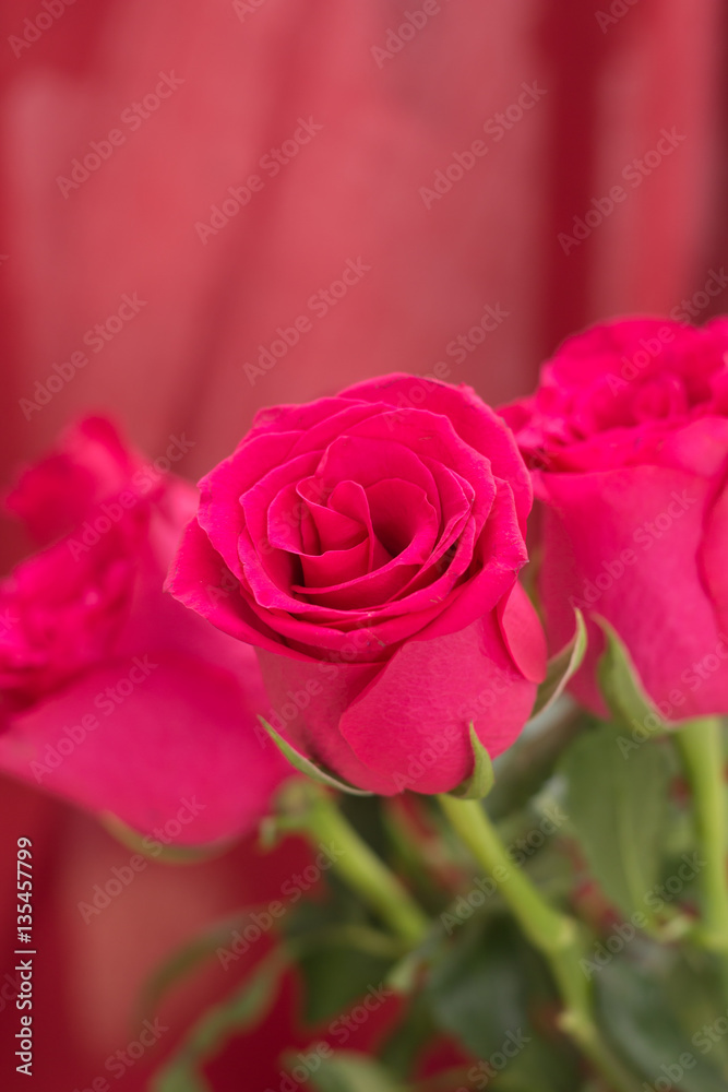 Fototapeta premium Closeup of red roses bouquet, with red fabric blurred background.
