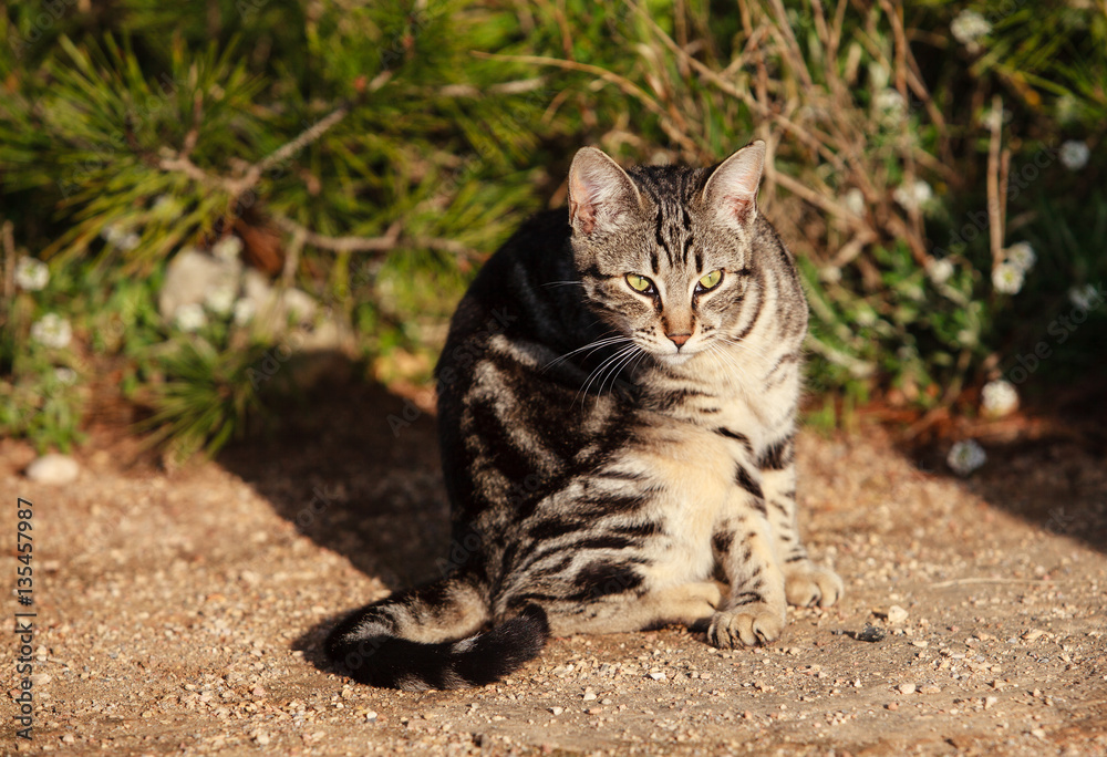 Striped cat outdoor
 