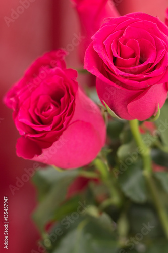 Closeup of red roses bouquet  with red fabric blurred background.