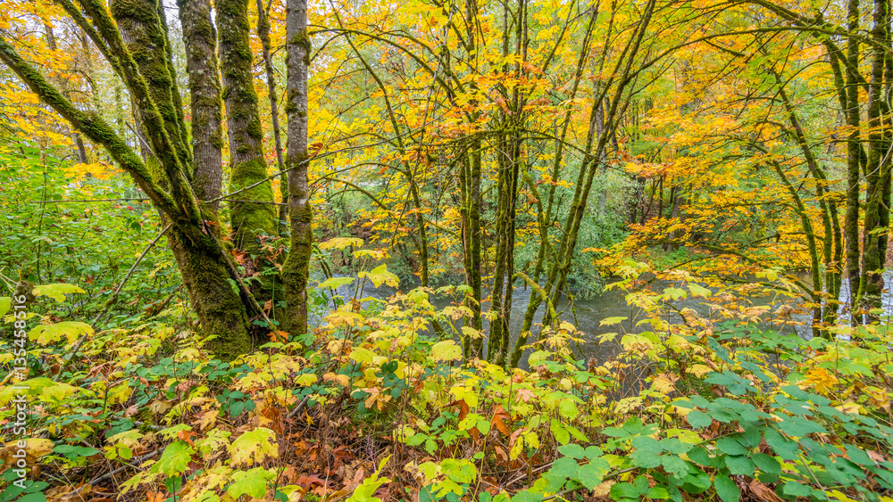 Naklejka premium Tree trunks covered with moss in the autumn forest. The bright colors of autumn. Amazing fall.