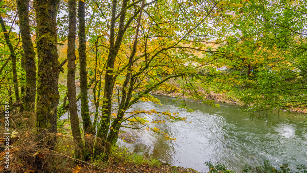 Blue river flowing among the bright yellow trees. The bright colors of autumn. Amazing fall. Blue river flowing among the bright yellow trees. The bright colors of autumn. Amazing fall.