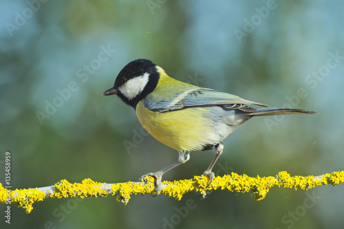 Great tit (Parus major) standing on a sprig covered of yellow lichens 