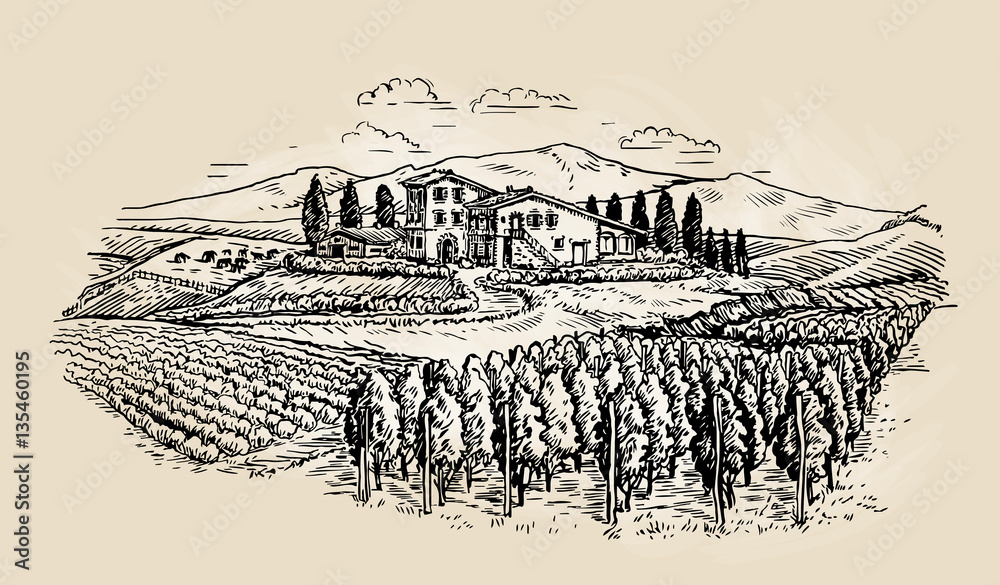 Farm sketch. Rural landscape with vineyard. Vector illustration