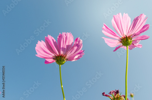 two pink cosmos with blue sky background in the park. © thithawat
