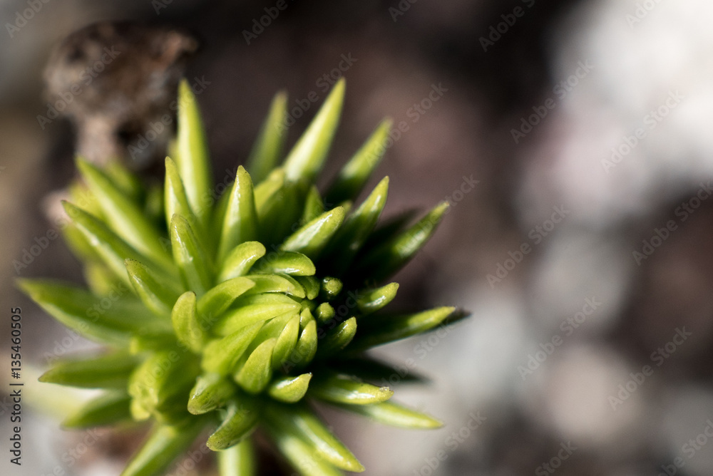 Macro photography of an araucaria (pine tree) fresh burn leaf Macro photography of an araucaria (pine tree) fresh burn leaf
