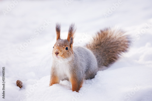 Siberian red squirrel in the winter woods in search of food