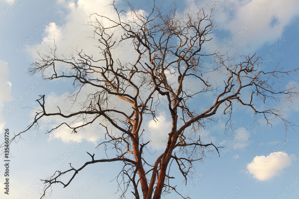 Tree Dalbergia cochinchinensis die in the sky Tree Dalbergia cochinchinensis die in the sky