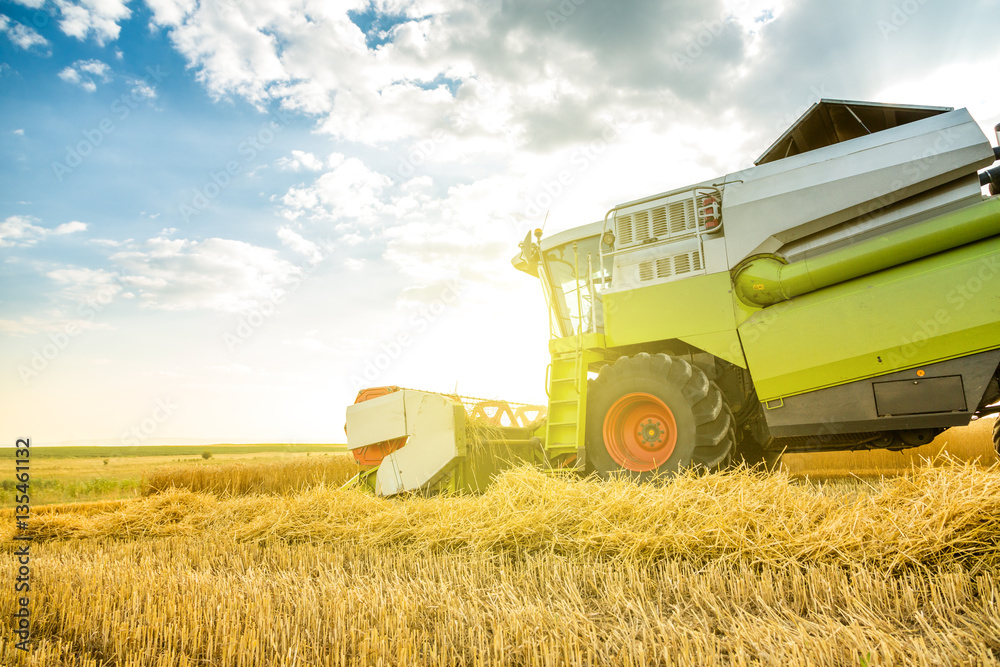 Fototapeta premium Combine harvester in action on wheat field