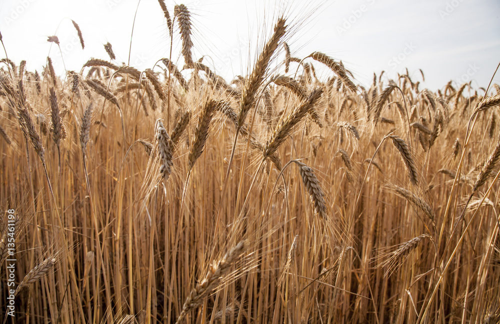 Fototapeta premium wheat