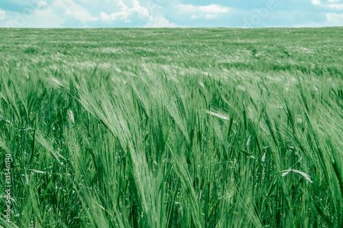 Field of wheat
