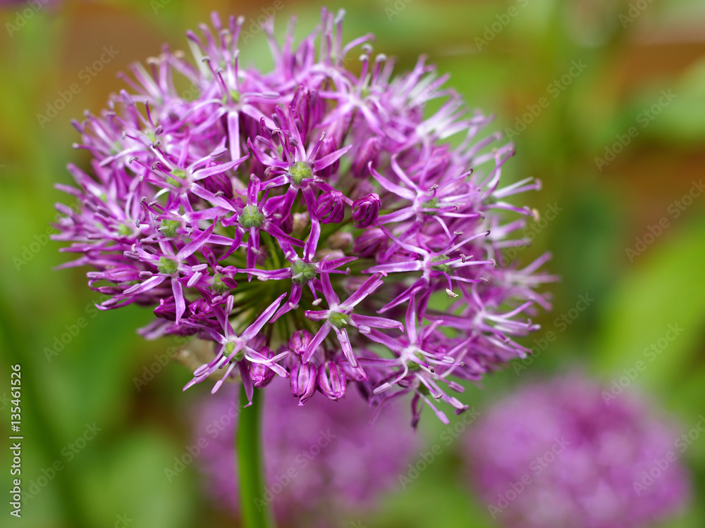pink ornamental garlic in the garden pink ornamental garlic in the garden