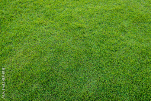 Background and texture of Beautiful green grass pattern from golf course