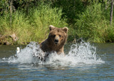 Alaskan brown bear running in water