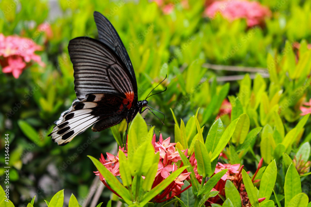 Fototapeta premium Butterfly sucking nectar from flower spike red stamens.