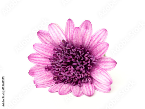 pink osteospermum on a white background