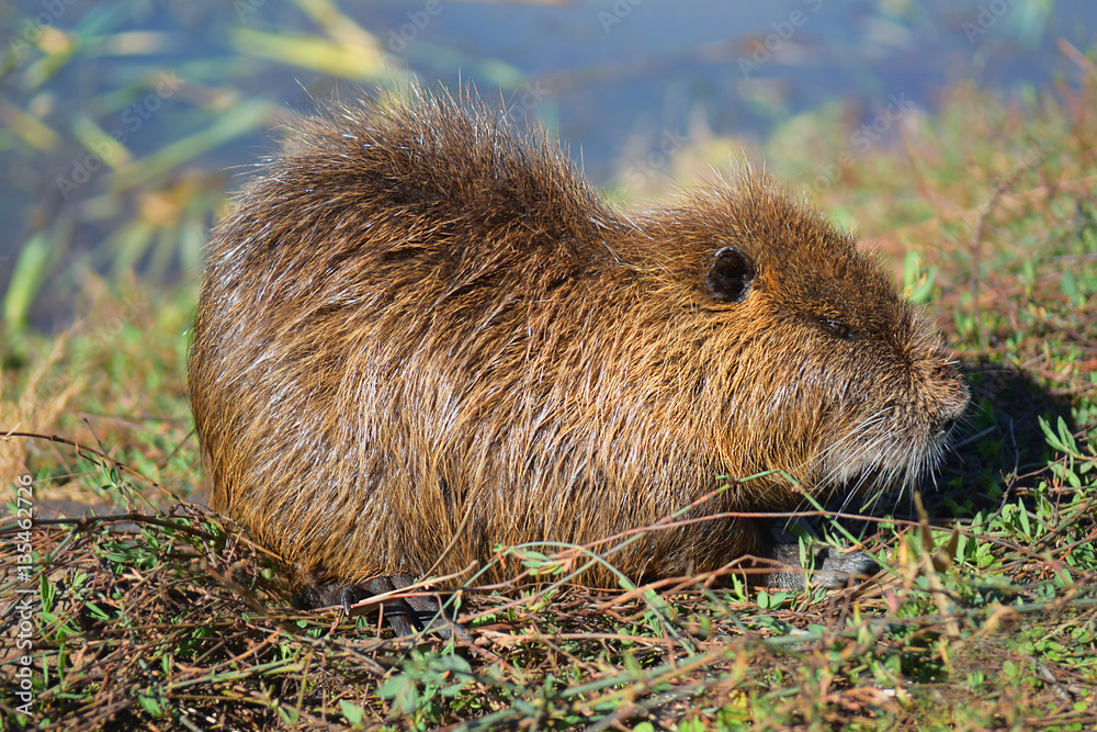 wild nutria in Hula Lake nature reserve, Hula Valley, Israel wild nutria in Hula Lake nature reserve, Hula Valley, Israel