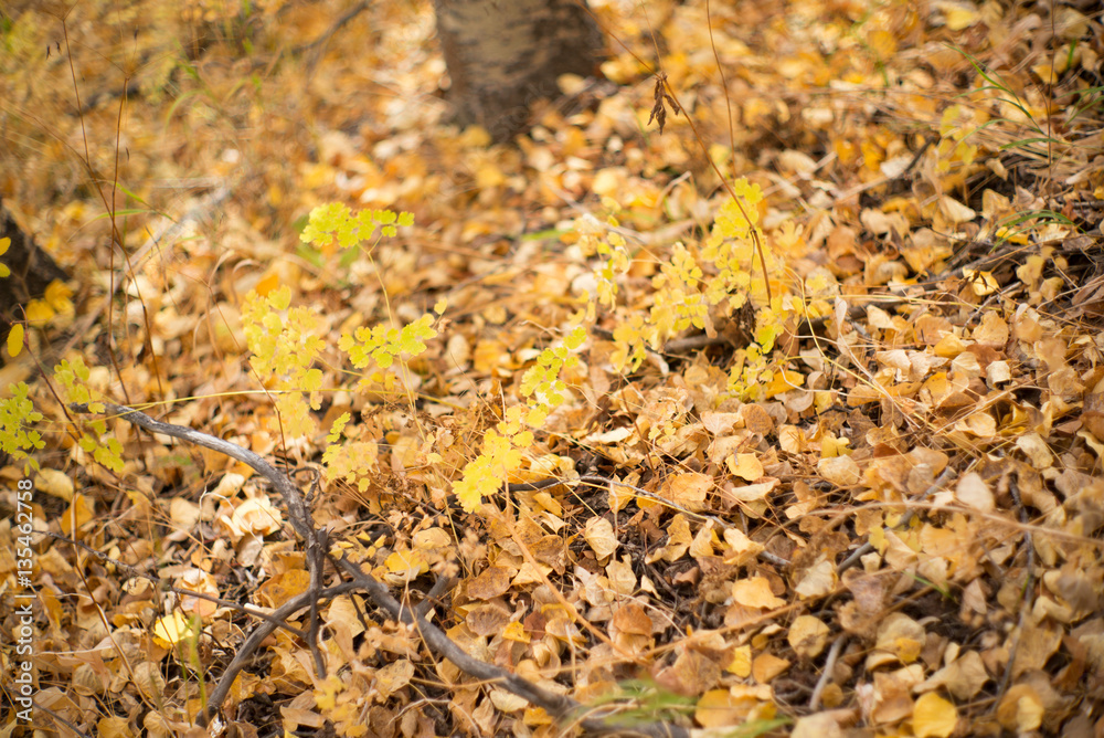 aspen trees and leaves
