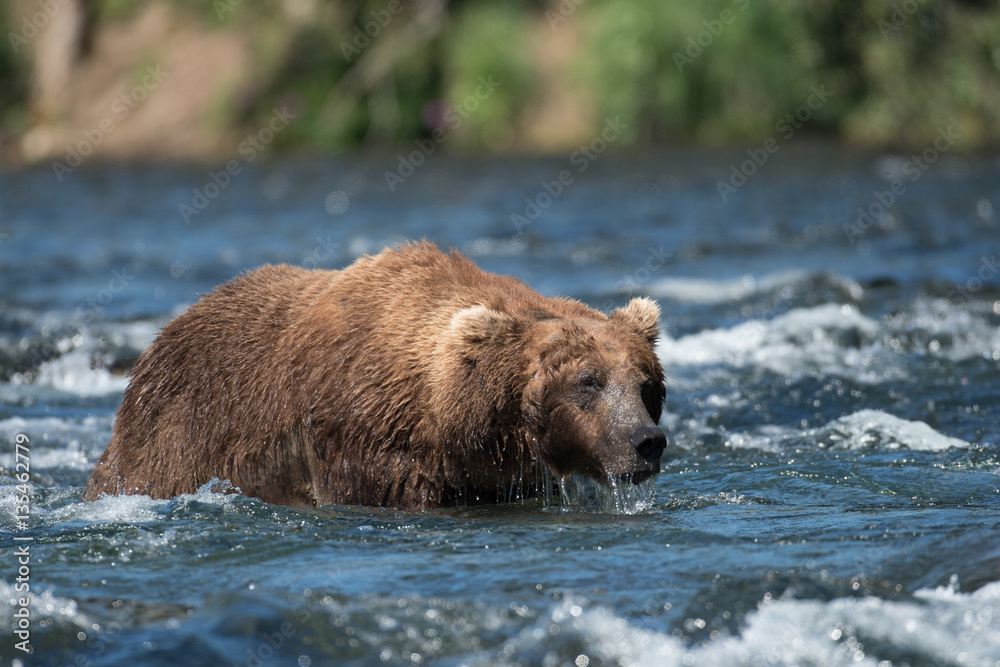 Large Alaskan brown bear in river Large Alaskan brown bear in river