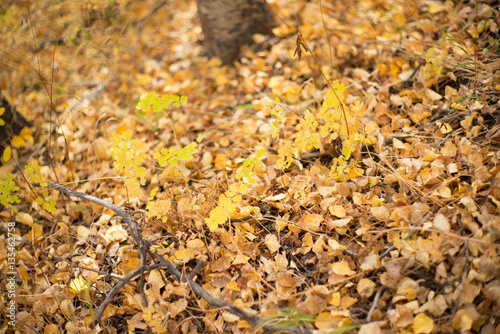 aspen trees and leaves