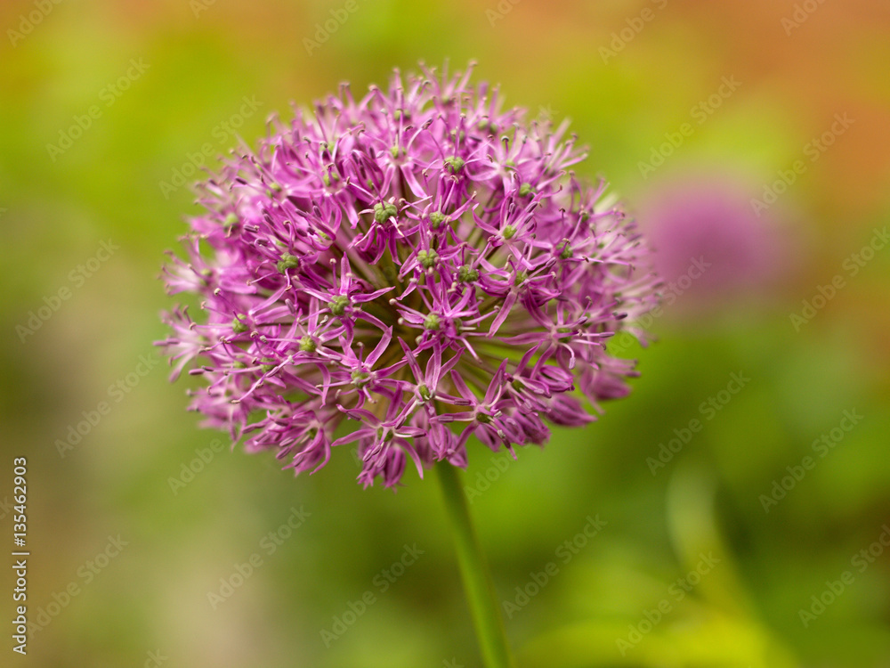 ornamental garlic on a white background ornamental garlic on a white background
