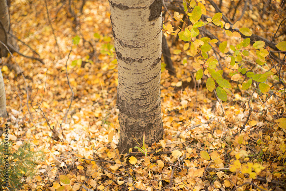 aspen trees and leaves