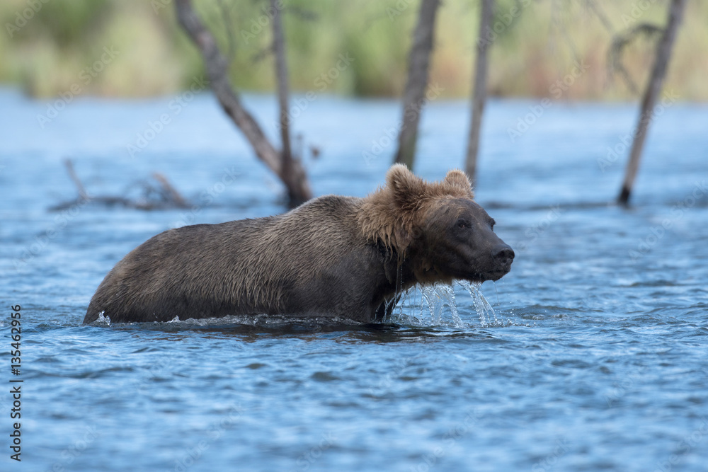 Obraz premium Alaskan brown bear wading
